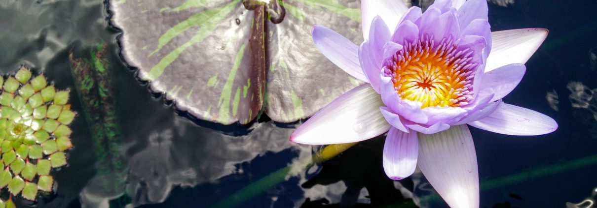 Cycles Open Mindfulness Training ® Lyon