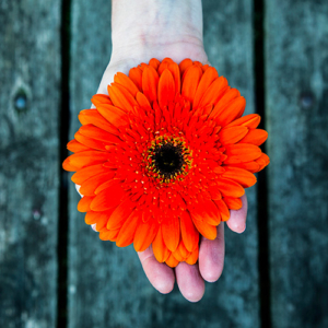 Main ouverte tenant une fleur de gerbera orange – Voie de la pleine présence, méditation non confessionnelle à Lyon